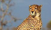 Cheetah to make comeback to India's grasslands