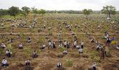 India ranked ninth in world tree planting