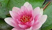 Case of the disappearing rare Indian lotus
