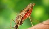 FAQ: All that you need to know about Malaria