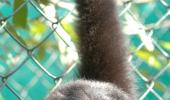 Mankind's closest living relatives in peril