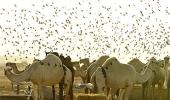 Camels in Saudi: Food, friend and transport