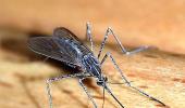 Now, mosquitoes that do not cause malaria