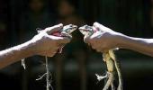 Frog wedding in Varanasi to woo rain gods