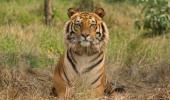 Forests to use DNA fingerprinting for tiger census