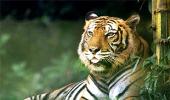 There are only 1,411 Tigers left in India