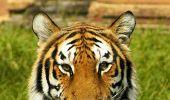 In 2 years, Maharashtra lost 120 tigers