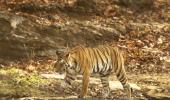 Mourning the death of a tigress