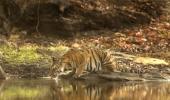 Rediff Impact: Jairam acts on tigress's death