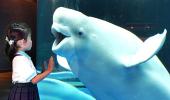 Ig Nobel for research on bat sex, whale