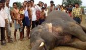 The shocking case of Orissa's dwindling wildlife