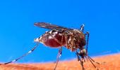 Fear of dengue outbreak looms large in north India