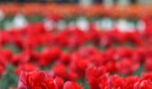 In PHOTOS: Kashmir's scintillating tulip garden