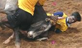 In PHOTOS: Tamil Nadu's dangerous bull-taming fest