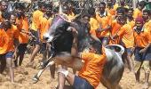 28 arrested for holding Jallikattu despite SC ban