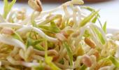 Bean sprouts: The source of the E coli epidemic