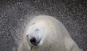 Amazing PHOTOS: Polar bears chilling out