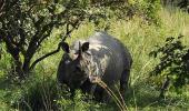 IN PICS: Assam's Pobitora Wildlife Sanctuary opens for tourists