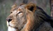 In premier national park, 139 lions die 'accidentally'