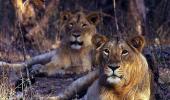 Don't take selfie with lions: Guj forest dept tells tourists