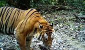 PIX: Camera traps capture tiger in Namdapha Reserve