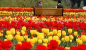 PHOTOS: IRRESISTIBLE tulips, Kashmir's latest pull