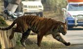 SC extends ban on tourism in core areas of tiger reserves