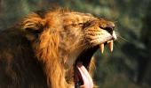 MUST READ! Why rare Asiatic lions stray out of Gir