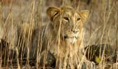2 lionesses run over by train near Gir forest