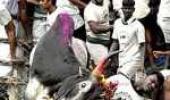 Supreme Court declines to stay Jallikattu