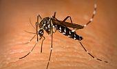 India to see decrease in malaria cases: WHO