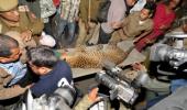 Leopard strays inside Guwahati, captured after three hours