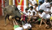 Jallikattu will be held next year if DMK comes to power, assures Karunanidhi