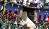 'There is cruelty in Jallikattu'