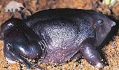 India's purple frog grabs attention ahead of Rio summit