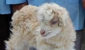 In PHOTOS: The world's first cloned pashmina goat