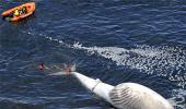 Great white whale shocks surfers at Rio beach