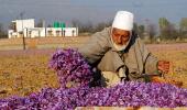 PICS: World's COSTLIEST spice blooms in Kashmir