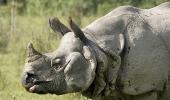 39 rhinos killed in 10 months in Kaziranga Park