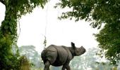 Kaziranga Park to get e-surveillance system, aircraft