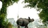 Kaziranga, Orang national parks to open on Nov 1