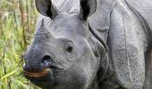 115 rhinos killed in Assam in 10 years!