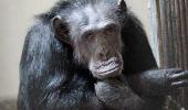 PHOTO: Chimpanzee walks free, creates panic in Hyd zoo