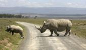 PHOTOS: When animals cross the road