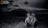 In PHOTOS: The majestic Serengeti lion