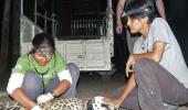 Living with leopards in Incredible India