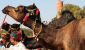 PHOTOS: Bikaner's camels get a buzz cut for festival