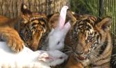 Amazing PIX! Rabbits have tiger cubs as playmates