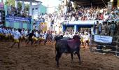 PIX: Cowboys, bulls and tamers rock TN's Jallikattu!