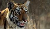 Tiger deaths at Corbett: Dark twist to a bright tale